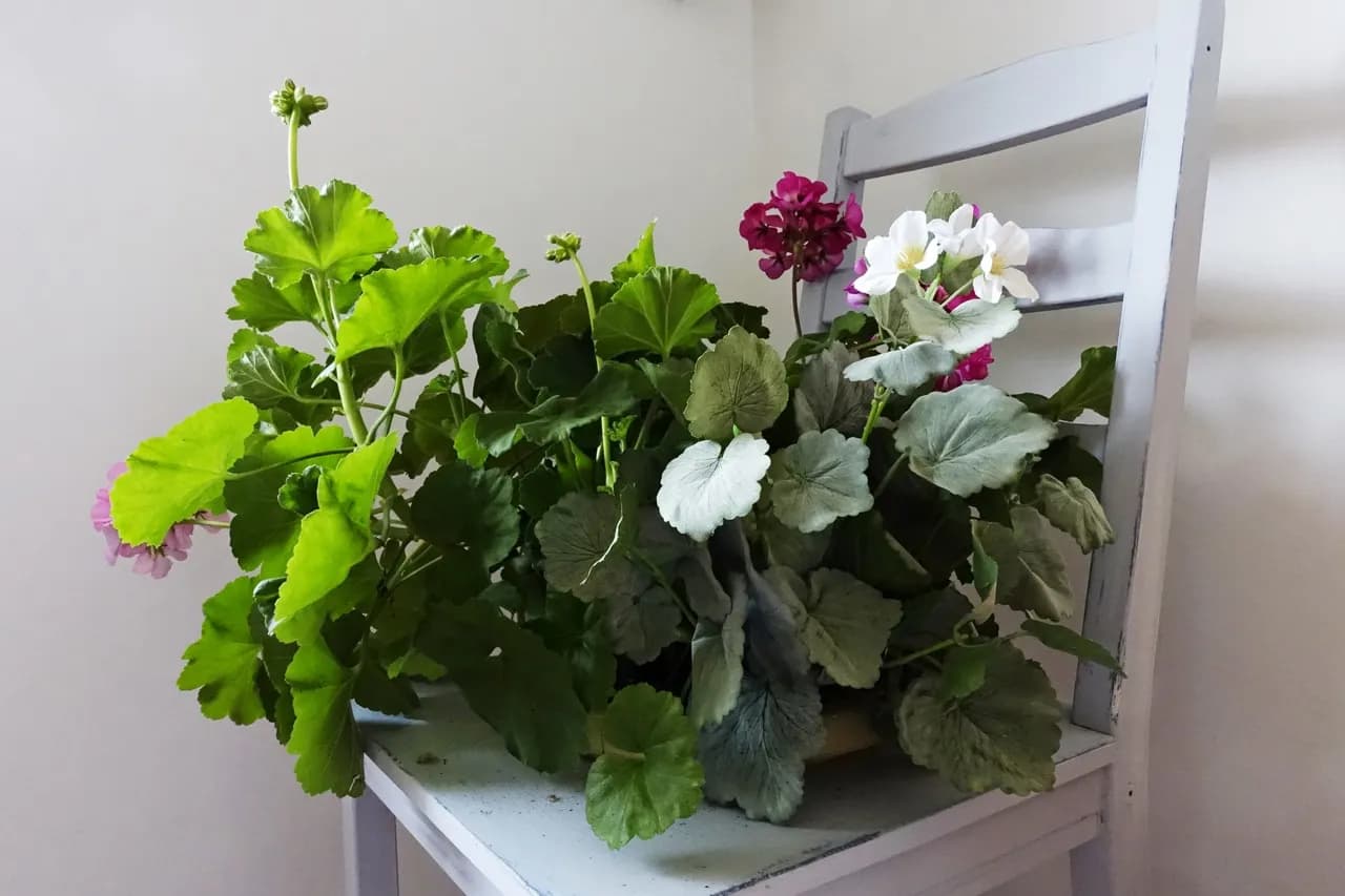 Kwietnik z krzesła: Prosty poradnik DIY krok po kroku