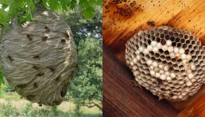 Osy na poddaszu? Jak bezpiecznie usunąć gniazdo i się zabezpieczyć